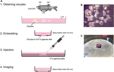 Microinjection Method for Analyzing Zebrafish Early Stage Oocytes
